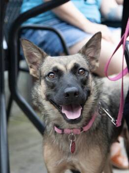 Amaya -  German Shepherd Dog Dog for Adoption in Franklin, Tennessee - Amaya | PetCurious