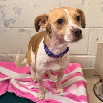 Mumford -  Beagle Dog for Adoption in Indianapolis, Indiana - Mumford | PetCurious