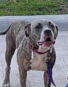 American Bully Dogs Available for Adoption in Fort Madison, Iowa - Esker | PetCurious