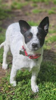 Holstein -  Cattle Dog Dog for Adoption in Sunnyvale, California - Holstein | PetCurious