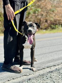 Rescue Pit Bull Terrier Dogs for Adoption in Rock Hill, New York - Cheech | PetCurious