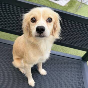 Rockette -  Mixed Breed Dog for Adoption in Titusville, Florida - Rockette | PetCurious