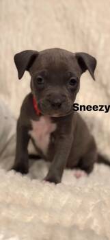 Pit Bull Terrier Dogs Available for Adoption - Sneezy | PetCurious