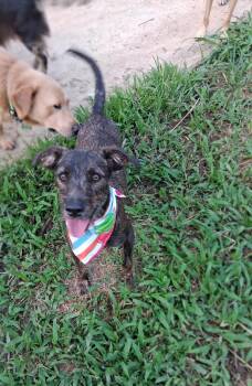 Junior -  Terrier Dog for Adoption in Albion, New York - Junior | PetCurious