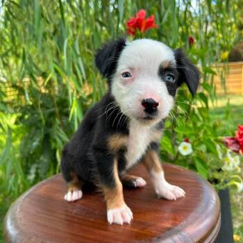 Decaf -  Border Collie Dog for Adoption in Jackson, Missouri - Decaf | PetCurious