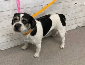 Rescue Terrier and Pug Dogs for Adoption in San Bernardino, California - MOOKIE | PetCurious