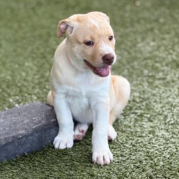 Labrador Retriever and Husky Dogs Available for Adoption in West Palm Beach, Florida - KOOKABURRA | PetCurious