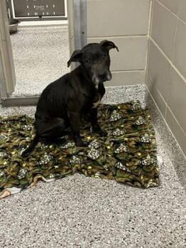 Terrier and Mixed Breed Dogs Available for Adoption in Gastonia, North Carolina - Mimi | PetCurious