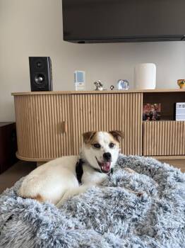 Oscar -  Jindo Dog for Adoption in New York, New York - Oscar | PetCurious