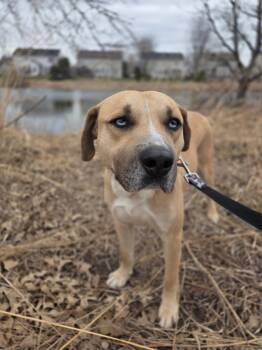 Glacier -  Labrador Retriever and Husky Dog for Adoption in Oswego, Illinois - Glacier | PetCurious