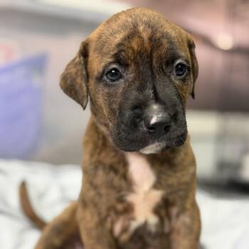 Sunrise Energy -  Pit Bull Terrier Dog for Adoption in Columbia, South Carolina - Sunrise Energy | PetCurious