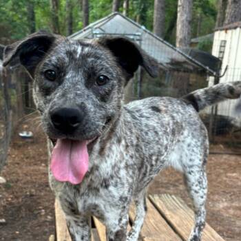 Australian Cattle Dog Blue Heeler Dogs Available for Adoption in Spring, Texas - Aisling | PetCurious