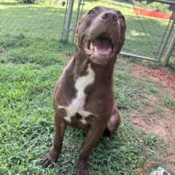 Harper -  Chocolate Labrador Retriever Dog for Adoption in Tyler, Texas - Harper | PetCurious