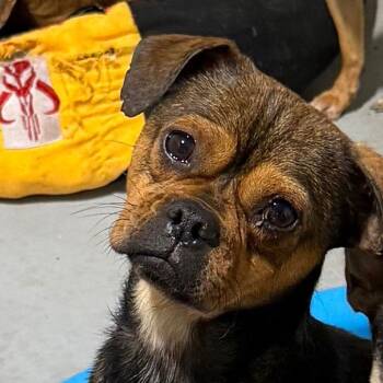 Pug and Chihuahua Dogs Available for Adoption - TACO | PetCurious