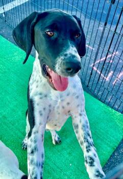 Rescue German Shorthaired Pointer Dogs for Adoption in Chandler, Arizona - Walker Playes | PetCurious