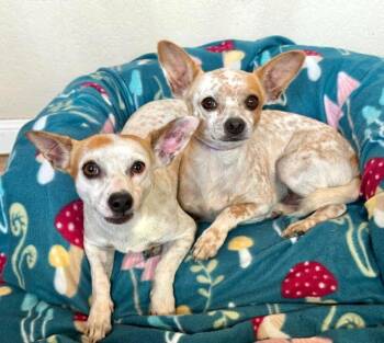 Rescue Chihuahua Dogs for Adoption in Fairfield, Connecticut - Wren & Magic | PetCurious