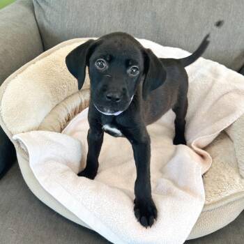 Eleanor -  Labrador Retriever and Mixed Breed Dog for Adoption in Lewisville, Texas - Eleanor | PetCurious