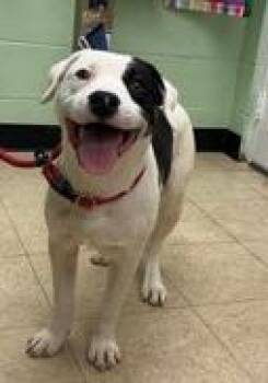 Hound Dogs Available for Adoption in Martinsville, Virginia - Spud Elmer | PetCurious