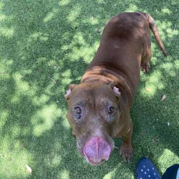 Coco 2250 -  Mixed Breed and None Dog for Adoption in Loxahatchee Groves, Florida - Coco 2250 | PetCurious