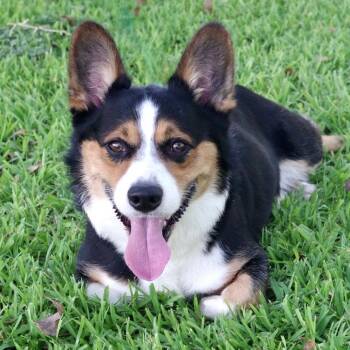 Toki -  Corgi Dog for Adoption in Miami, Florida - Toki | PetCurious