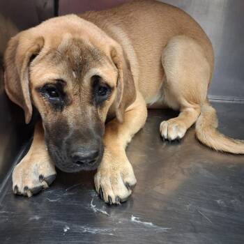 Beatrice -  Mastiff and Hound Dog Available for Adoption in Parrish, Alabama - Beatrice | PetCurious