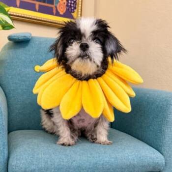 Laramie Claudette Snack Size Socialite -  Shih Tzu and Chihuahua Dog for Adoption in Friendswood, Texas - Laramie Claudette Snack Size Socialite | PetCurious