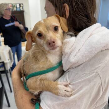 Lulu -  Mixed Breed Dog for Adoption in Hopkinton, Massachusetts - Lulu | PetCurious