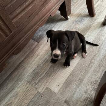 Black Tea -  Terrier and Mixed Breed Dog for Adoption in Brownsboro, Alabama - Black Tea | PetCurious