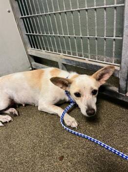 LESLIE -  Mixed Breed Dog for Adoption in Jacksonville, Florida - LESLIE | PetCurious