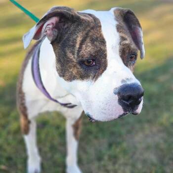 Rescue Cattle Dog and American Bulldog Dogs for Adoption in Brainerd, Minnesota - Maggie (Chrissy) | PetCurious