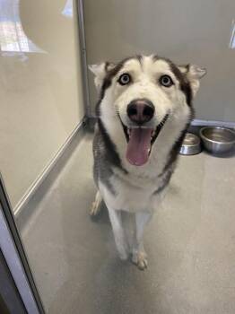 Rescue Husky Dogs for Adoption in Victorville, California - Mika #4128 (1002) | PetCurious