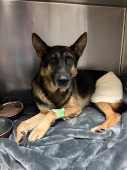 A1933376 -  German Shepherd Dog Dog for Adoption in Riverside, California - A1933376 | PetCurious