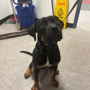 Alvida -  Mixed Breed Dog for Adoption in Philadelphia, Pennsylvania - Alvida | PetCurious