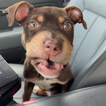 Paisley -  Doberman Pinscher and Pit Bull Terrier Dog for Adoption in Galveston, Texas - Paisley | PetCurious