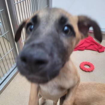 MahJong -  Shepherd and Mixed Breed Dog for Adoption in Corpus Christi, Texas - MahJong | PetCurious