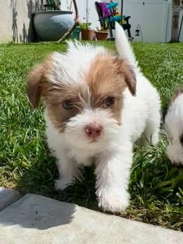 Terrier Dogs Available for Adoption in Manhattan Beach, California - Todd | PetCurious