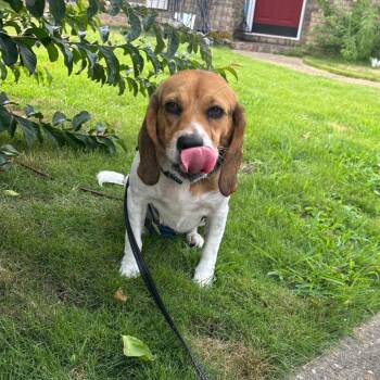 Elle -  Mixed Breed Dog for Adoption in Columbus, Georgia - Elle | PetCurious