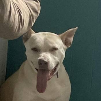 Lady -  Yellow Labrador Retriever Dog for Adoption in Green Forest, Arkansas - Lady | PetCurious