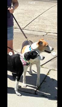 Border Collie Dogs Available for Adoption - Mia & Pierre — URGENT!!!! | PetCurious