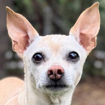 Chihuahua Dogs Available for Adoption in Ridgeland, South Carolina - TINY | PetCurious