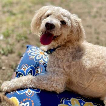 Rescue Maltipoo and Miniature Poodle Dogs for Adoption in Warren, Rhode Island - Sailor | PetCurious
