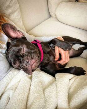 Emmy loves to cuddle -  French Bulldog Dog for Adoption in Redondo Beach, California - Emmy Loves To Cuddle | PetCurious