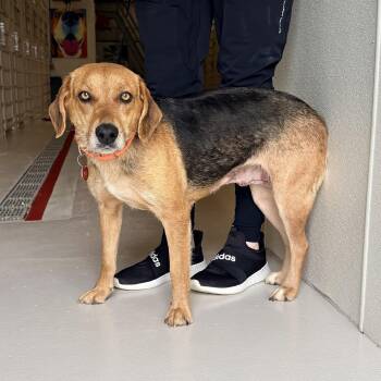Hound Dogs Available for Adoption in Chicago, Illinois - Maya | PetCurious
