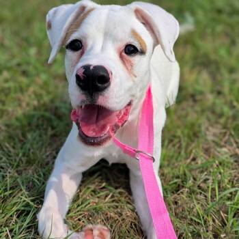 Jolene -  Hound Dog for Adoption in Gainesville, Texas - Jolene | PetCurious