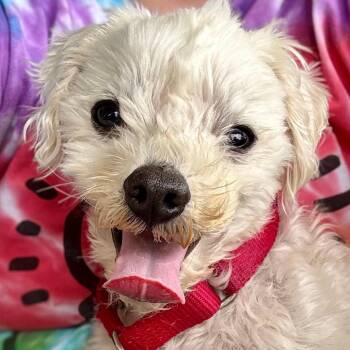 Prince Sparkle Butt -  Miniature Poodle Dog for Adoption in Cincinnati, Ohio - Prince Sparkle Butt | PetCurious