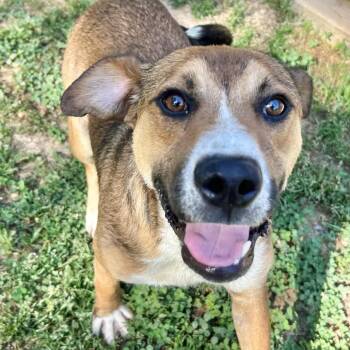 Walker -  Beagle and Dachshund Dog for Adoption in Parrish, Alabama - Walker | PetCurious