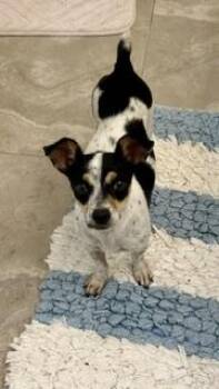 Sassy -  Chihuahua Dog for Adoption in Tifton, Georgia - Sassy | PetCurious