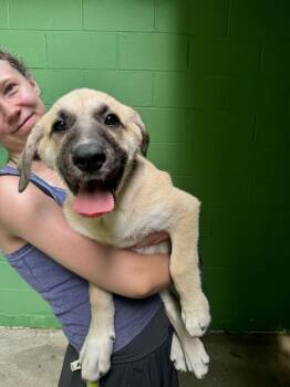 Great Pyrenees Dogs Available for Adoption in Elmsford, New York - Ilya- Available 6/2 | PetCurious