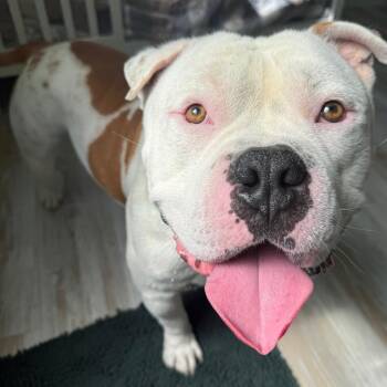 Chuck mills -  American Bulldog Dog for Adoption in Spring Hill, Kansas - Chuck Mills | PetCurious