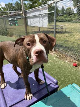 Royal Donut -  Pit Bull Terrier Dog for Adoption in Cleveland, Ohio - Royal Donut | PetCurious